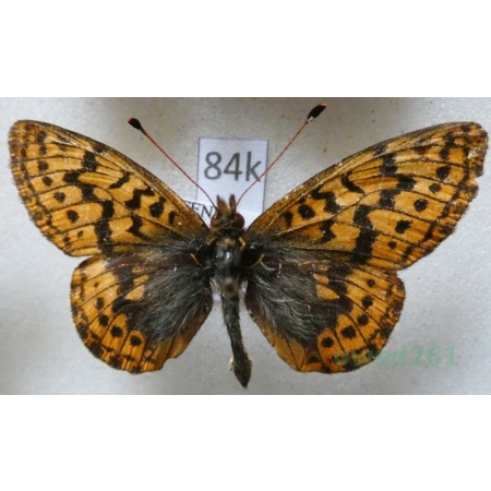 Boloria frigga (Becklin, 1791) Finland84k